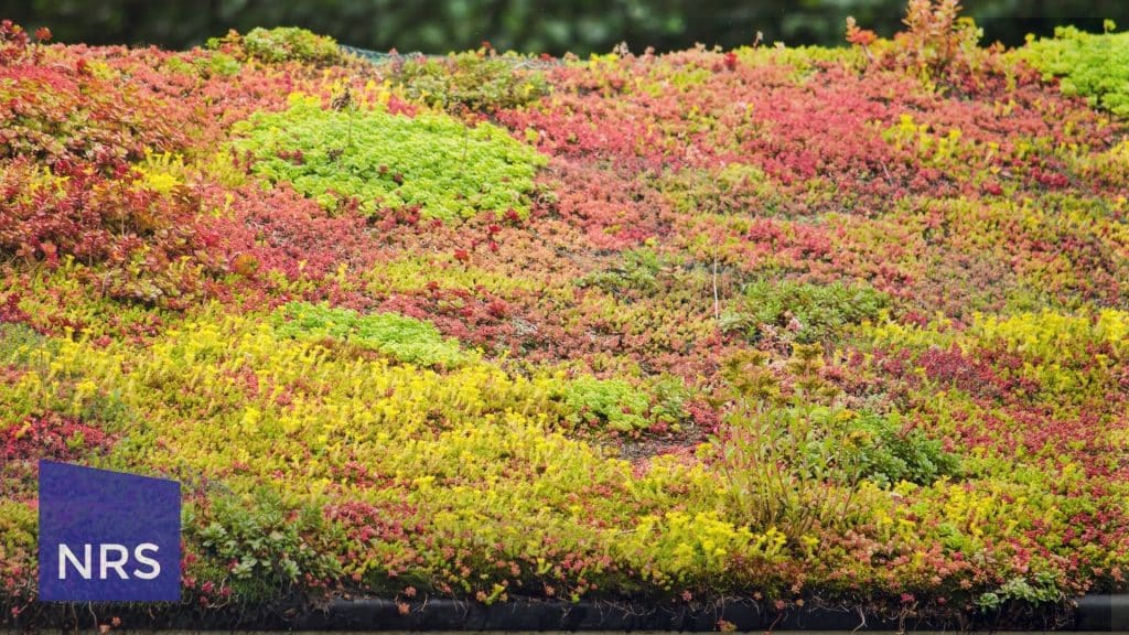 The Ultimate Guide to Sedum Roofs: Benefits, Installation & Maintenance